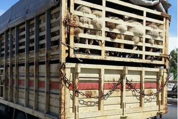 Bild der Petition Lebend-Tier-Transporte durch Europa und angränzende Länder für immer stoppen