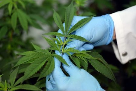 Bild der Petition Legalisiert endlich Cannabis!