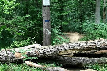 Bild der Petition Legalisierung der Mountainbike-Strecke im Franzviertel
