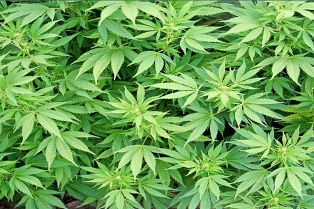 Bild der Petition Legalisierung von Cannabis deutschlandweit