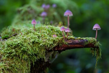 Bild der Petition Legalisierung von Pilzen der Gattung Psilocybe wegen offensichtlicher medizinischer Verwendbarkeit