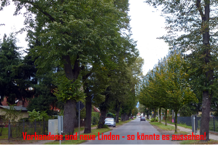 Pilt petitsioonist:Lindenallee mit Linden!