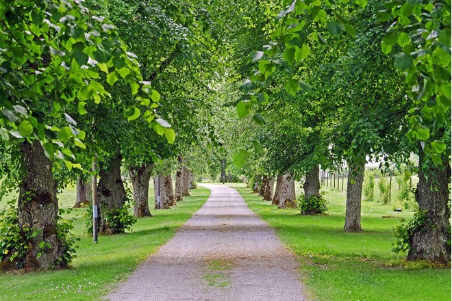 Bild der Petition Lindenbäume in der Rüdinghauser Strasse zurückschneiden