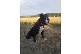 Slika peticije:"Listenhund" soll bei seiner Familie bleiben!