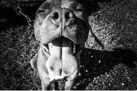 Bild der Petition: Listenhunde Typ 2 in Zürich anpassen