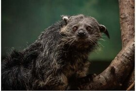 Bild på petitionen:Macht den Binturong im Zoo Heidelberg berühmt!