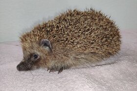 Picture of the petition:Mähroboternachtfahrverbot für Rhein-Kreis-Neuss!