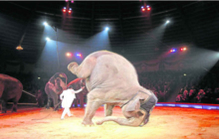 Bild på petitionen:Magistrat der Stadt Frankfurt am Main: Sagen Sie "Nein!" zu Wildtieren im Zirkus