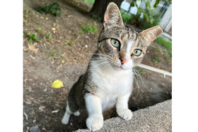 Өтініш суреті: Масова общинска кастрация на уличните котки във Варна. За един по-добър град за хората и за котките!