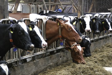 Bild der Petition Appell: Massentierhaltung soll endlich aufhören. Die Tiere brauchen mehr Freiheit und artgerechte Haltung