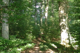 Foto e peticionit:Massiver Holzschlag im Bärletwald Brügg geplant