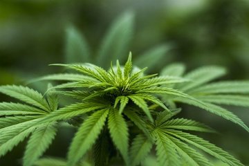 Bild der Petition Medizinisches Cannabis für Kranke während #Covid19