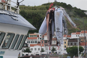 Bild på petitionen:Meeresschutz: Offener Brief an den Präsident der Lokalregierung der Azoren