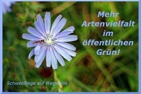 Снимка на петицията:Mehr Artenvielfalt im öffentlichen Grün!