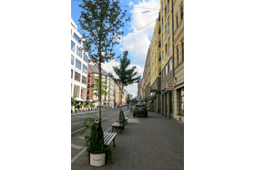 Bild der Petition: Mehr Bäume in den Straßen der Südlichen Maxvorstadt München