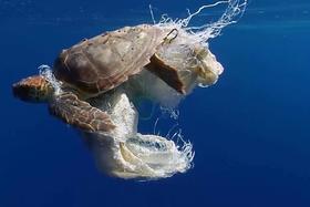 Bild der Petition: Mehr Forschung an plastikzersetzenden Bakterien