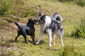 Bild der Petition: Mehr Freilaufmöglichkeiten für Hunde in Moisling