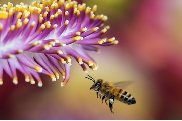 Bild der Petition Mehr naturbelassene Ackerfelder