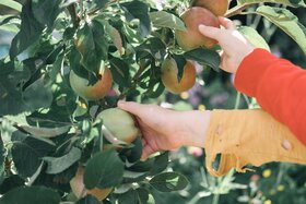 Bild der Petition: mehr Obstbäume im öffentlichen Raum
