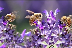 Foto e peticionit:Mehr Platz für Bienen in Magdeburg
