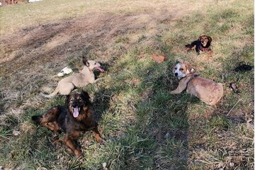 Bild der Petition Mehrhundehaltung ausweiten