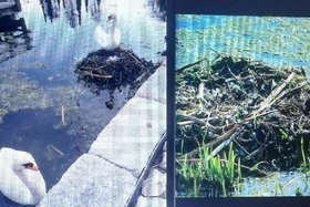 Foto della petizione:Merkendorf: Das Leid des brütenden Schwanenpaars... Nest zerstört, Schwanenmann entführt