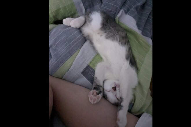 Slika peticije Merlin soll seine Eier behalten