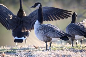 Picture of the petition:Missouri Canada Goose Season
