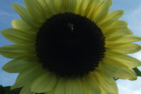 Bild der Petition: Misstrauensantrag