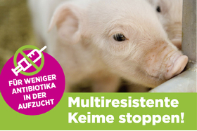 Bild på petitionen:Multiresistente Keime stoppen! Für weniger Antibiotika in der Aufzucht