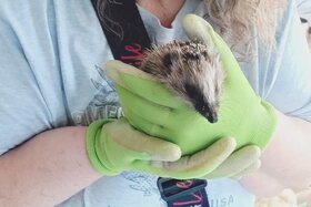 Bild der Petition: Nachtfahrverbot für Mähroboter für Main Rhön Haßberge