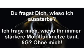 Bild der Petition: Nachweisen, dass 5G den Insekten nicht mehr schadet, als das bisherige Mobilfunk-Netz.