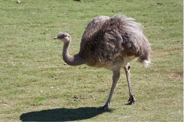 Bild der Petition "Nandupark" - Schutz der Landwirtschaft und der heimischen Flora und Fauna und Tourismusausbau