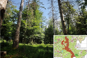 Bild der Petition: Nationalpark Rothaarkamm – jetzt!