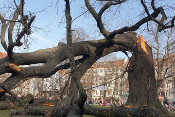 Bild der Petition Naturdenkmal Boxhagener Platz Berlin