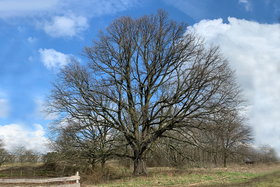 Foto e peticionit:Naturdenkmal statt Baumfällung für einzigartige Eiche!