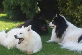 Foto van de petitie:NEIN zu den beschlossenen Änderungen des NÖ Hundehaltegesetzes vom 24.10.2019!