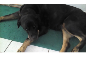 Bild der Petition: NEIN zu Gesetzesantrag Tötung eines Hundes - einschläfern