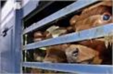 Bild der Petition: NEIN zu langen,qualvollen Tiertransporten!!!