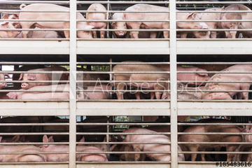 Image of the petition NEIN zu TIERTRANSPORTE
