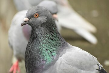 Image of the petition NEIN zum Entfernen des Taubenhauses Lampertshof in Saarbrücken !