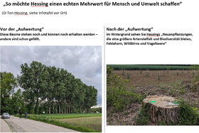 Bild der Petition: Nein zur Abholzung der Pappelallee Augsburg - Göggingen durch die Hessing Stiftung