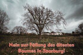 Bild der Petition: NEIN zur Fällung des ältesten Baumes in Saarburg