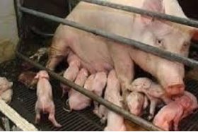 Bild der Petition: Nein zur Massentierhaltung - Nein zur Bildung von multiresistenten Keimen
