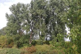 Bild der Petition: Nein zur Renaturierung Riedgraben Kirrweiler