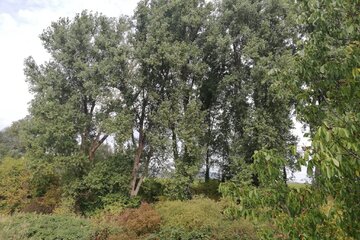Peticijos vaizdas Nein zur Renaturierung Riedgraben Kirrweiler