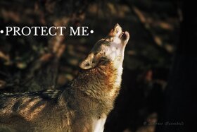 Picture of the petition:Do not modify wolf status protection