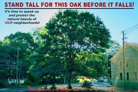 Image of the petition: Norwalkers! Please Save The Mature, Healthy Oak Tree At Cemetery Street & Gregory Blvd
