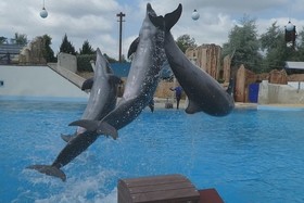 Billede af andragendet:Nos cetacees onts le droit a la reproduction parcs aquqtiques et delphinaruims pour leur bien etres