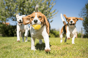 Bild der Petition Öffentliche Hundewiese in Ilanz